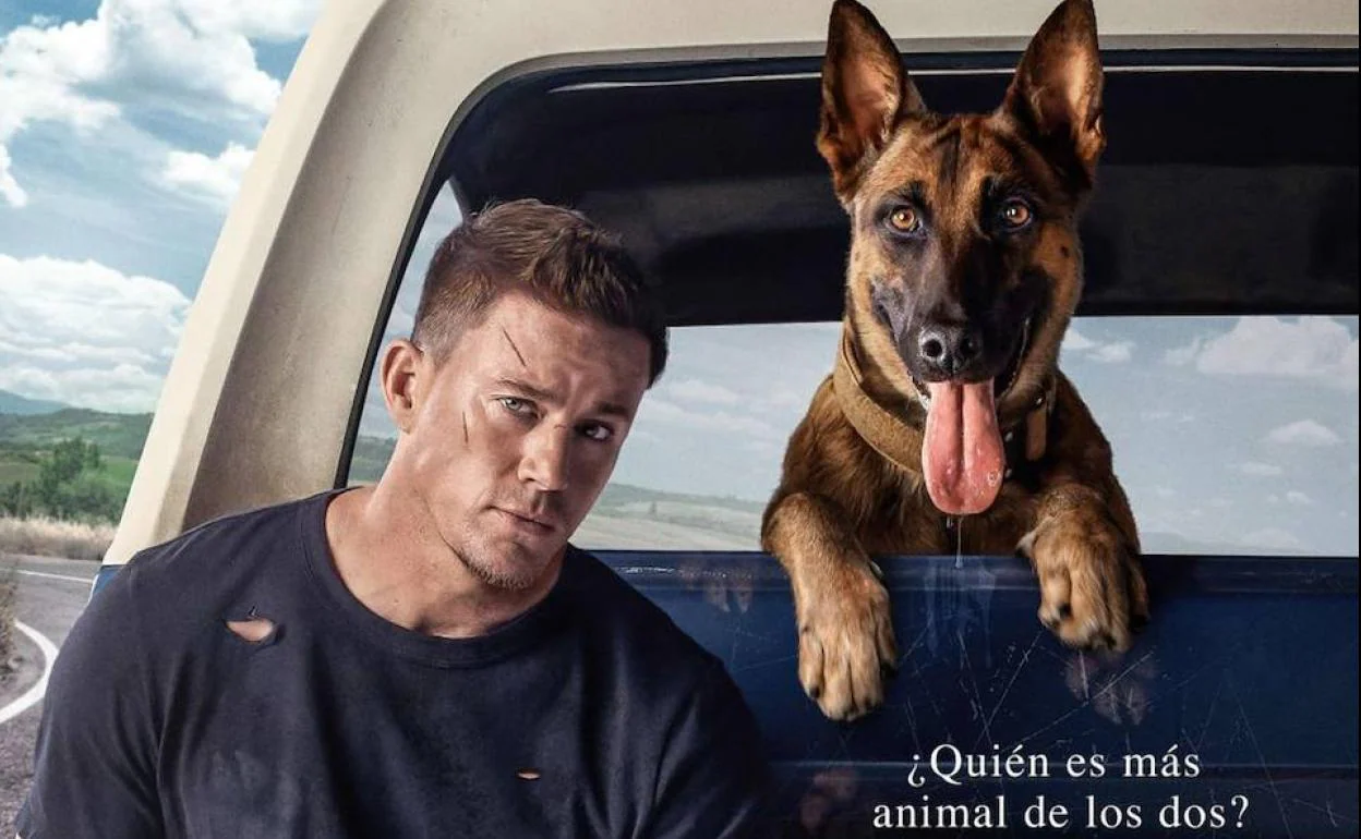 Los perros podrán a sus dueños al cine por primera vez el